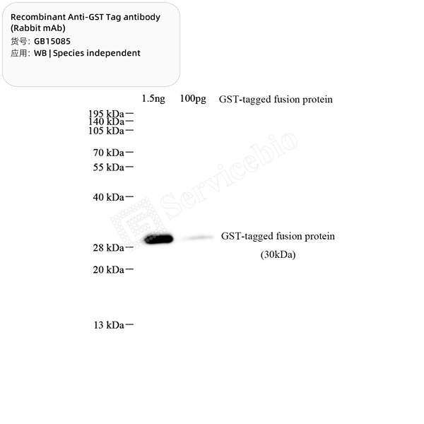 Антитела первичные, моноклональные, GST Tag, 100 мкл
