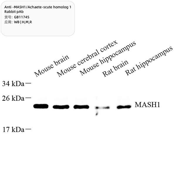 Антитела первичные, поликлональные, MASH1/Achaete-scute homolog 1, 100 мкл