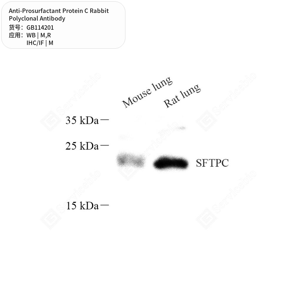Антитела первичные, поликлональные кролика к Prosurfactant Protein C крысы, мыши, 50 мкл