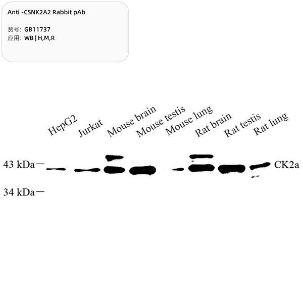 Антитела первичные, поликлональные, CSNK2A2, 100 мкл