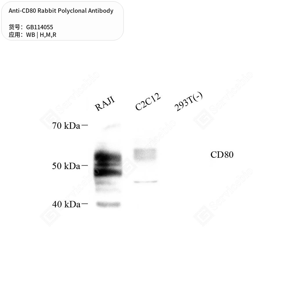 Антитела первичные, поликлональные кролика к CD80 крысы, мыши, человека, 50 мкл