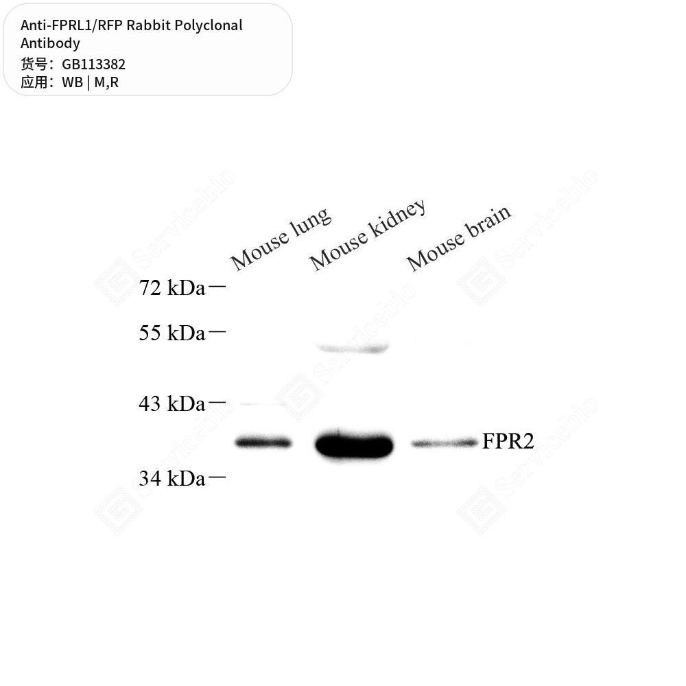 Антитела первичные, поликлональные кролика к FPRL1/RFP крысы, мыши, 100 мкл