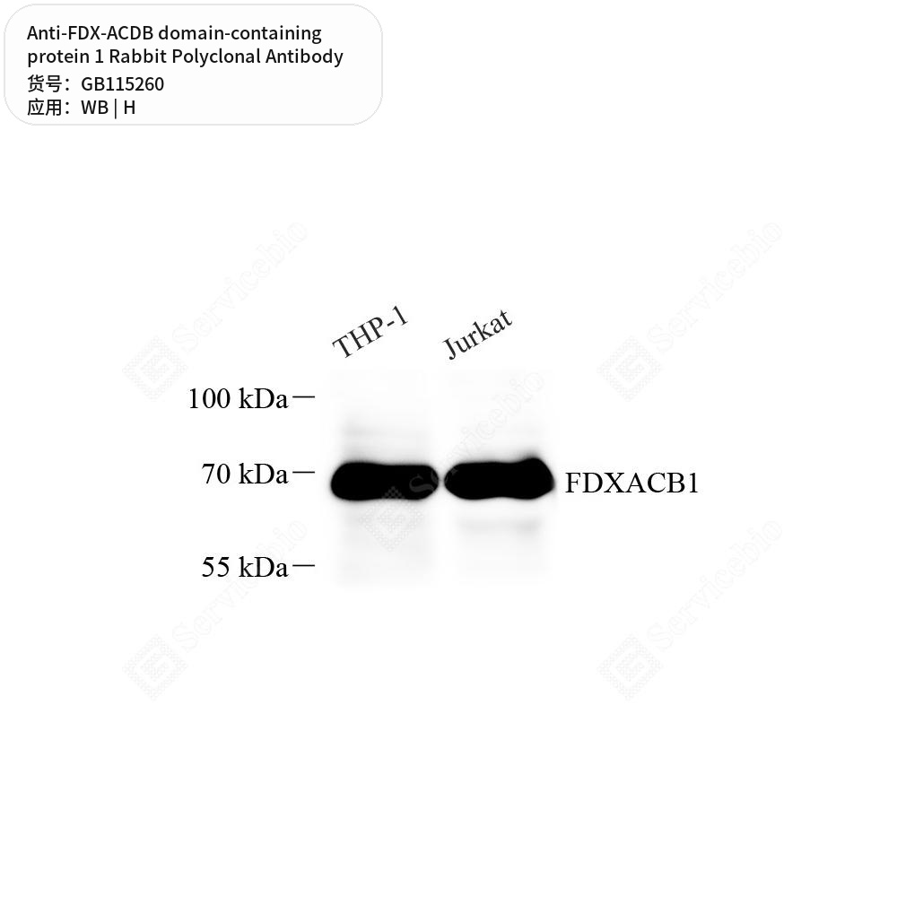 Антитела первичные, поликлональные кролика к FDX-ACDB domain-containing protein 1 человека, 50 мкл