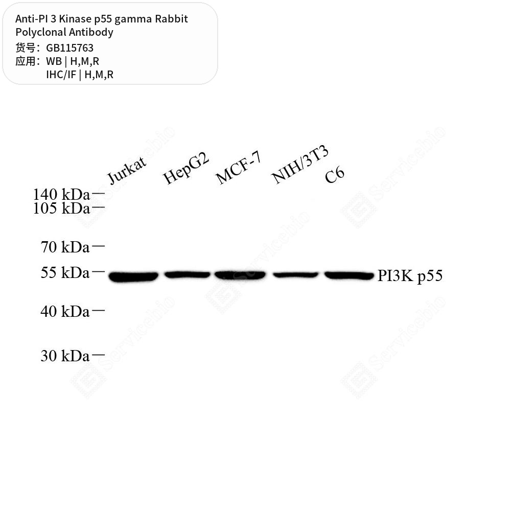 Антитела первичные, поликлональные кролика к PI 3 Kinase p55 gamma крысы, мыши, человека, 50 мкл