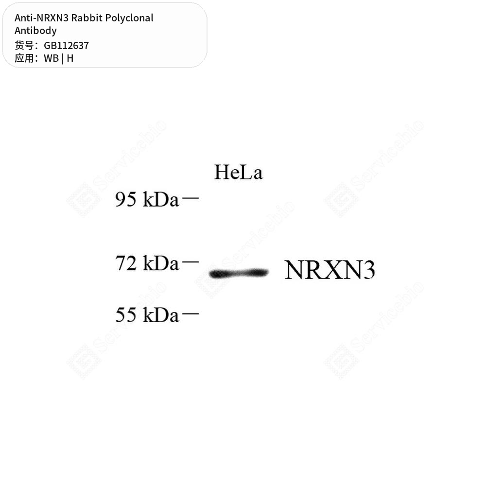 Антитела первичные, поликлональные кролика к NRXN3 человека, 50 мкл