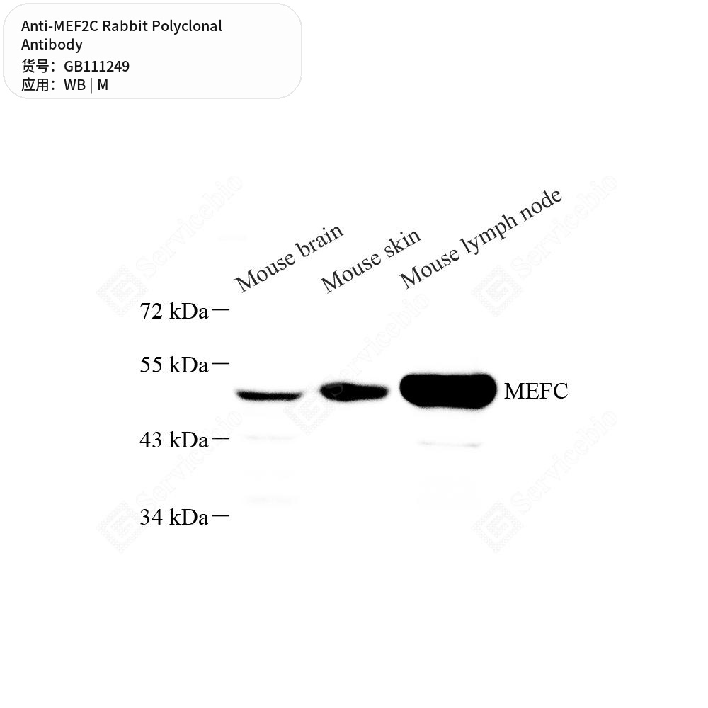 Антитела первичные, поликлональные кролика к MEF2C мыши, 100 мкл