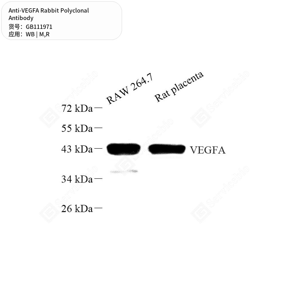 Антитела первичные, поликлональные кролика к VEGFA крысы, мыши, 100 мкл