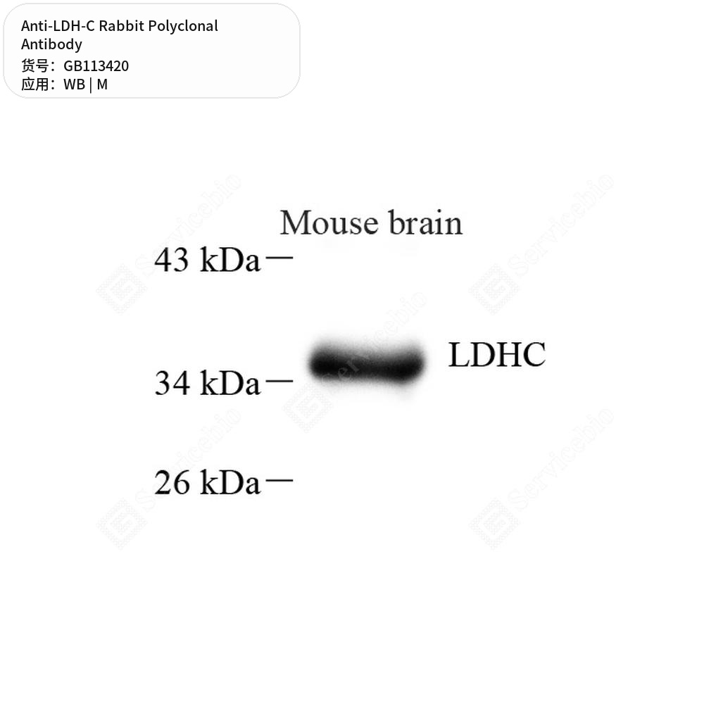 Антитела первичные, поликлональные кролика к LDH-C мыши, 100 мкл