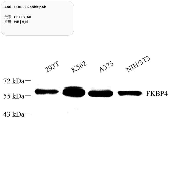 Антитела первичные, поликлональные, FKBP52, 100 мкл