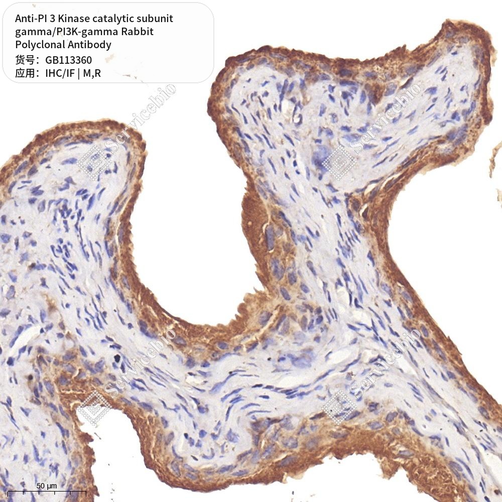 Антитела первич., полик. крол. к PI 3 Kinase catal. subunit gamma/PI3K-gamma крысы, мыши, 100 мкл
