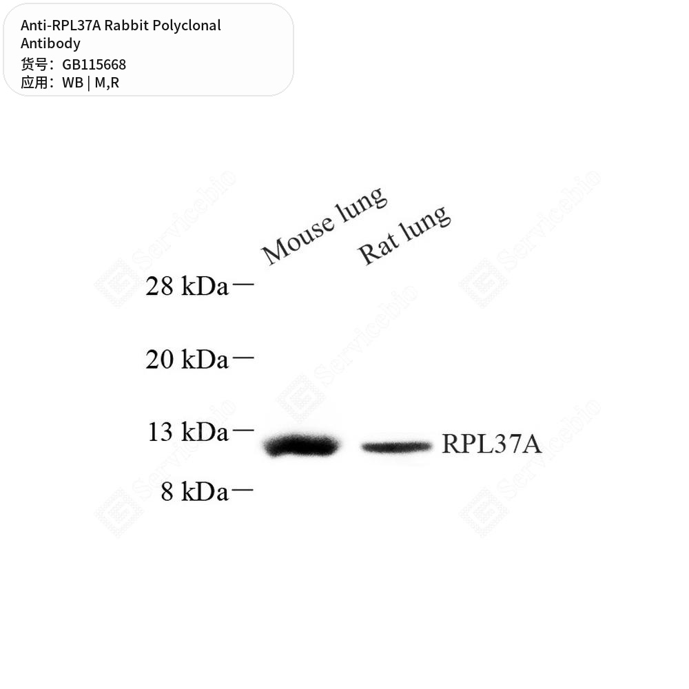 Антитела первичные, поликлональные кролика к RPL37A крысы, мыши, 50 мкл