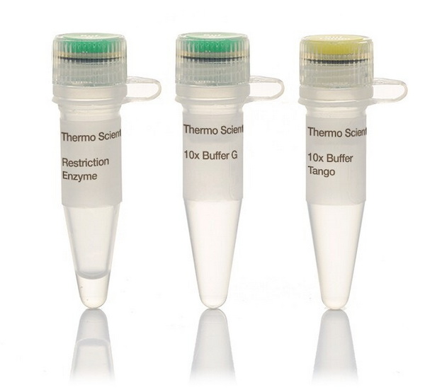 Эндонуклеаза рестрикции Eco31I (BsaI), 10 ед/мкл, 5000 единиц