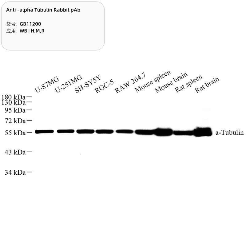 Антитела первичные, поликлональные, alpha Tubulin, 100 мкл