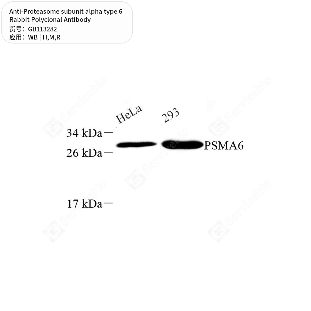 Антитела первичные, поликл. кролика к Proteasome subunit alpha type 6 крысы, мыши, человека, 50 мкл