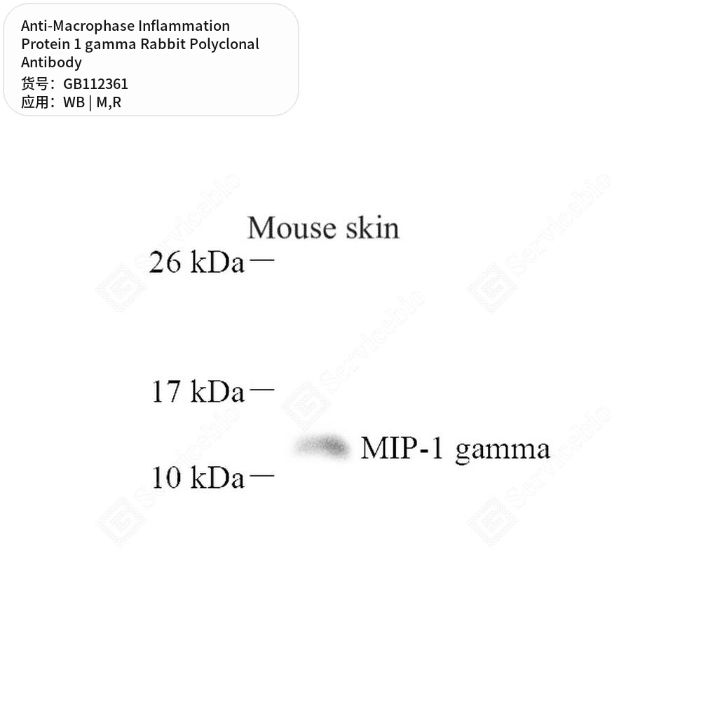 Антитела первичные, поликл. кролика к Macrophase Inflammation Protein 1 gamma крысы, мыши, 100 мкл
