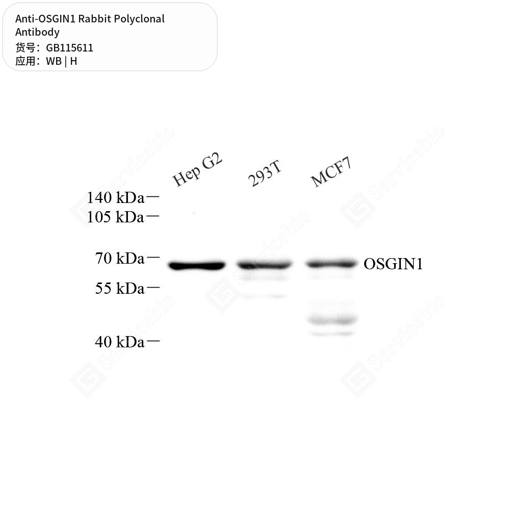 Антитела первичные, поликлональные кролика к OSGIN1 человека, 50 мкл