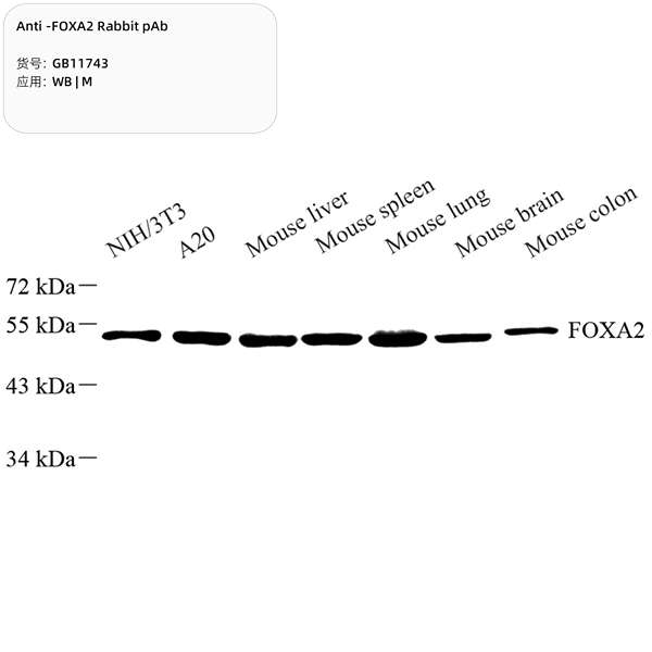 Антитела первичные, поликлональные, FOXA2, 100 мкл