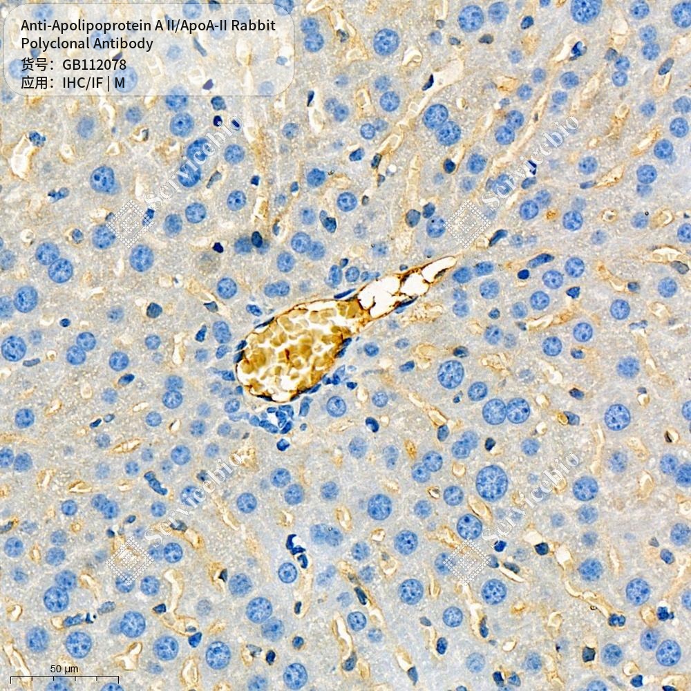 Антитела первичные, поликлональные кролика к Apolipoprotein A II/ApoA-II мыши, 100 мкл