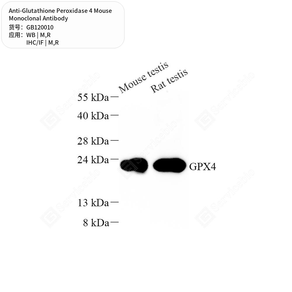 Антитела первичные, моноклональные мыши к Glutathione Peroxidase 4 крысы, мыши, 50 мкл