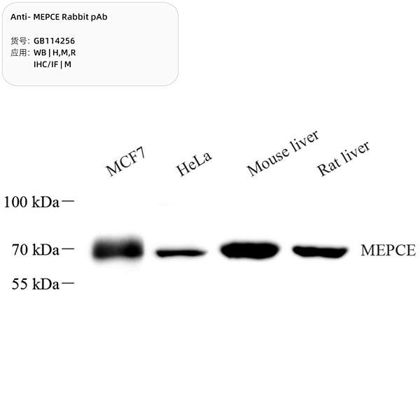Антитела первичные, поликлональные, MEPCE, 100 мкл