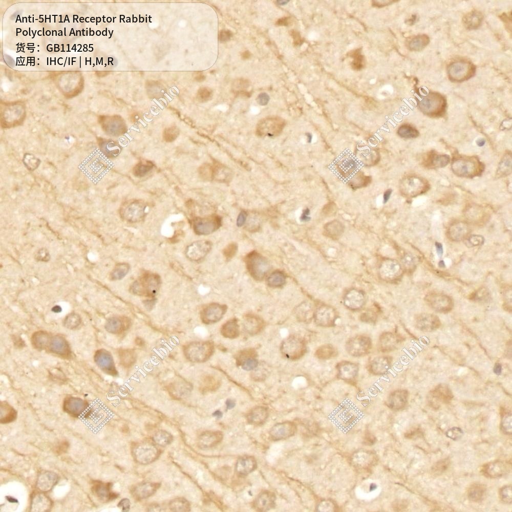Антитела первичные, поликлональные кролика к 5HT1A Receptor крысы, мыши, человека, 50 мкл
