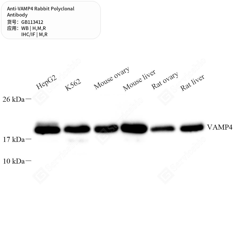 Антитела первичные, поликлональные кролика к VAMP4 крысы, мыши, человека, 100 мкл