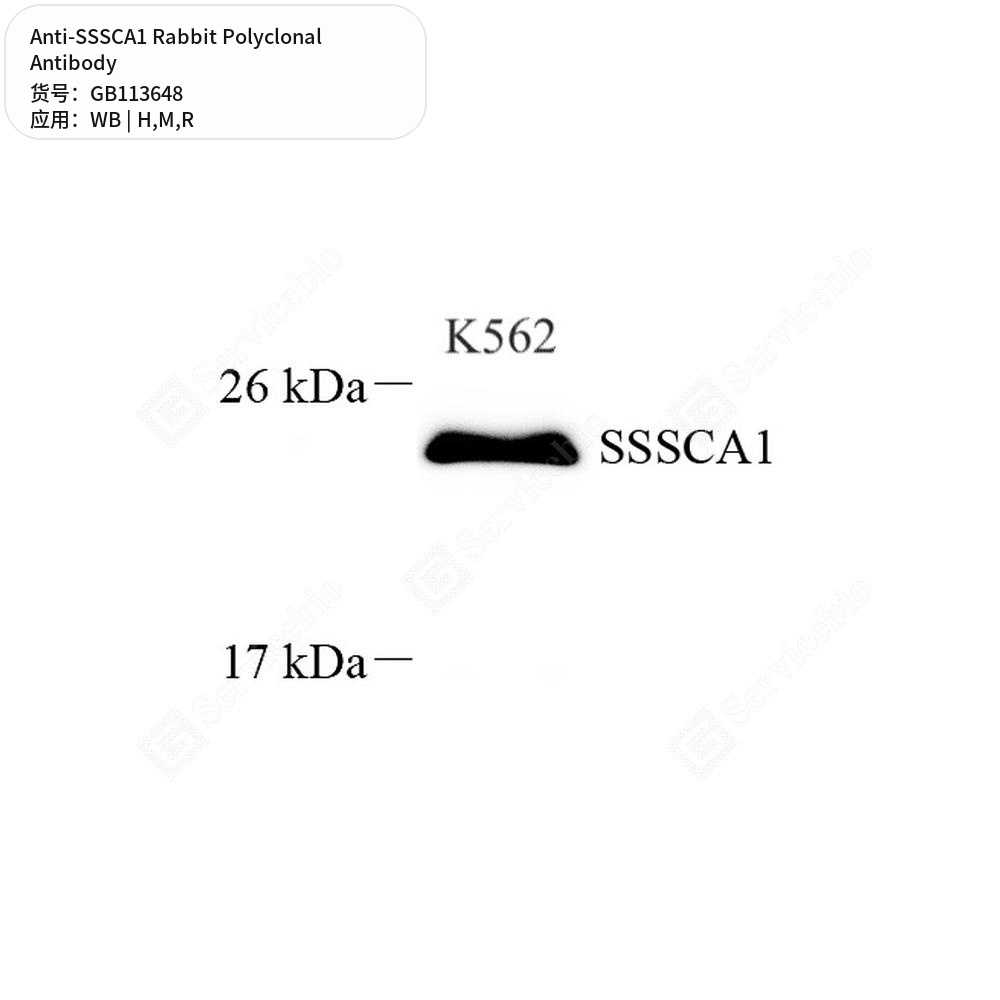 Антитела первичные, поликлональные кролика к SSSCA1 крысы, мыши, человека, 100 мкл