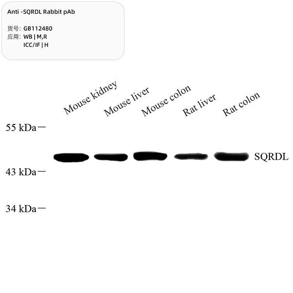 Антитела первичные, поликлональные, SQRDL, 100 мкл
