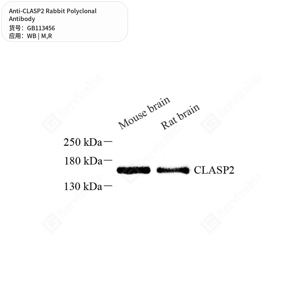 Антитела первичные, поликлональные кролика к CLASP2 крысы, мыши, 100 мкл