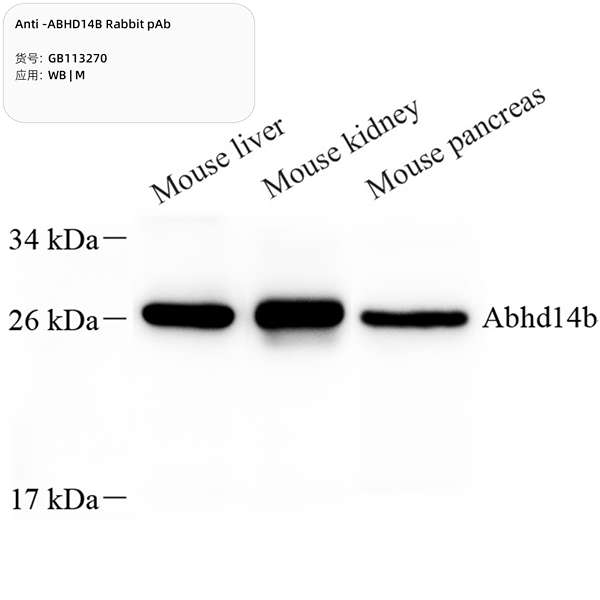 Антитела первичные, поликлональные, ABHD14B, 100 мкл