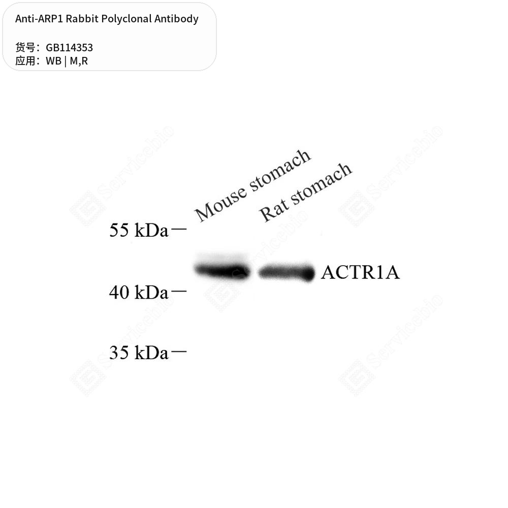 Антитела первичные, поликлональные кролика к ARP1 крысы, мыши, 100 мкл