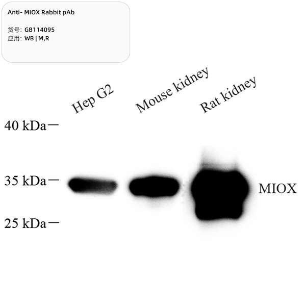 Антитела первичные, поликлональные, MIOX, 100 мкл