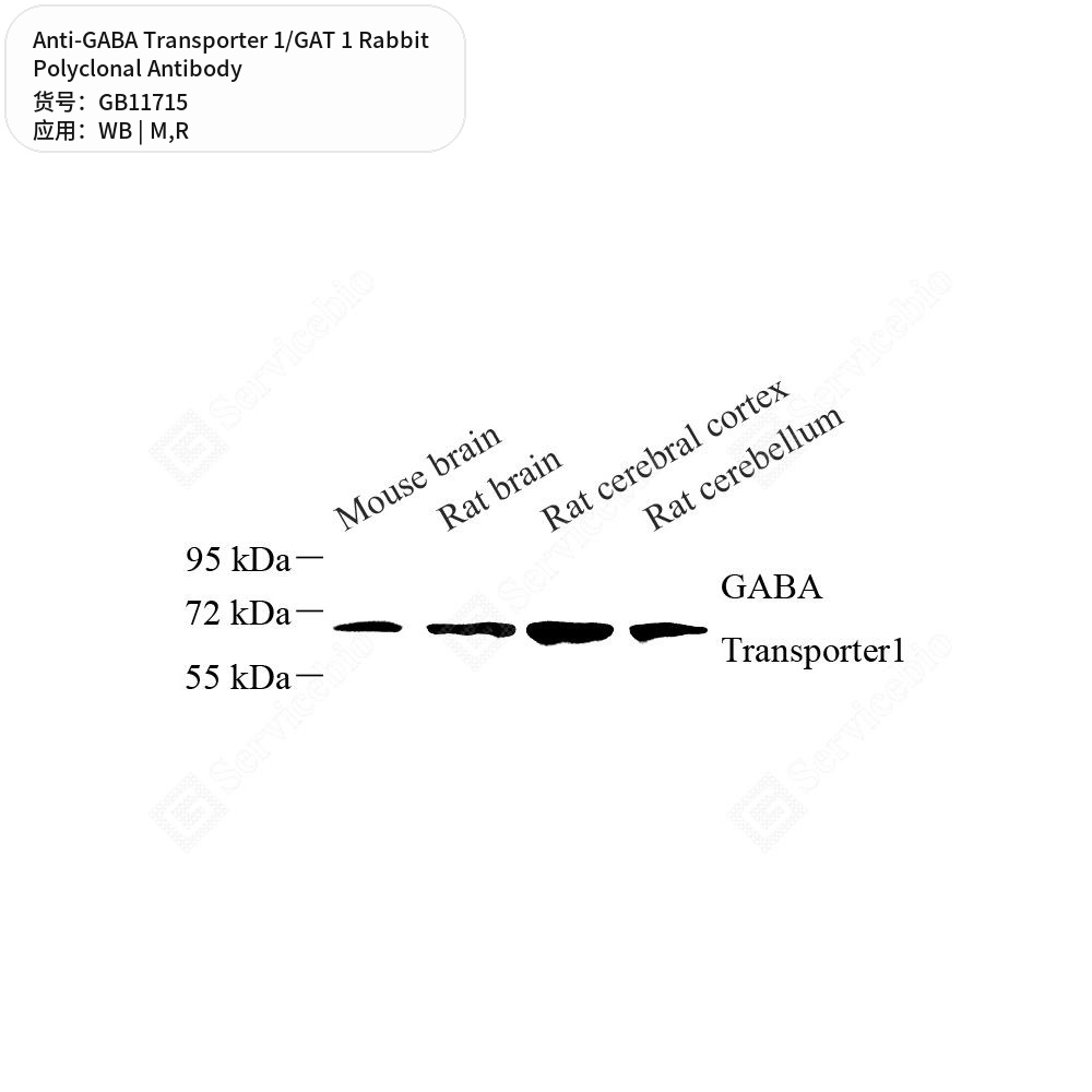 Антитела первичные, поликлональные кролика к GABA Transporter 1/GAT 1 крысы, мыши, 50 мкл
