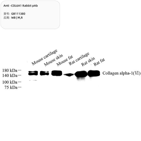 Антитела первичные, поликлональные, COL6A1, 100 мкл