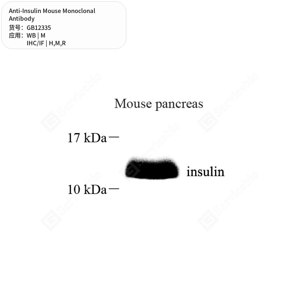 Антитела первичные, моноклональные мыши к Insulin крысы, мыши, человека, 50 мкл