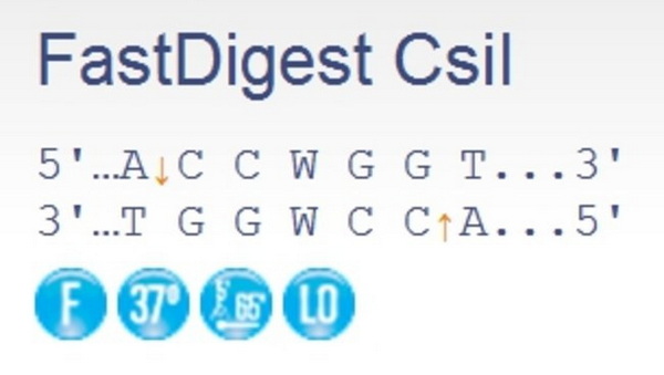 Эндонуклеаза рестрикции ускоренного гидролиза FastDigest CsiI, 50 реакций