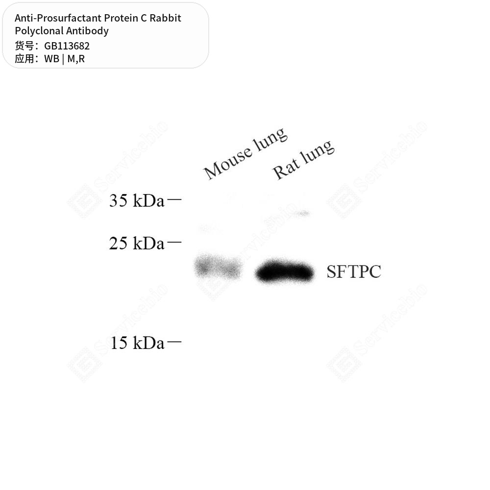 Антитела первичные, поликлональные кролика к Prosurfactant Protein C крысы, мыши, 100 мкл