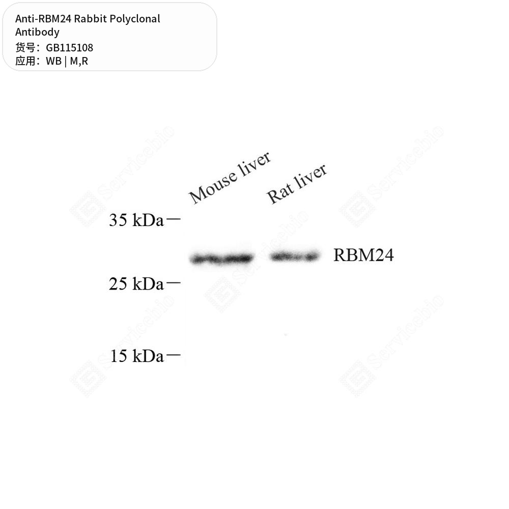 Антитела первичные, поликлональные кролика к RBM24 крысы, мыши, 50 мкл