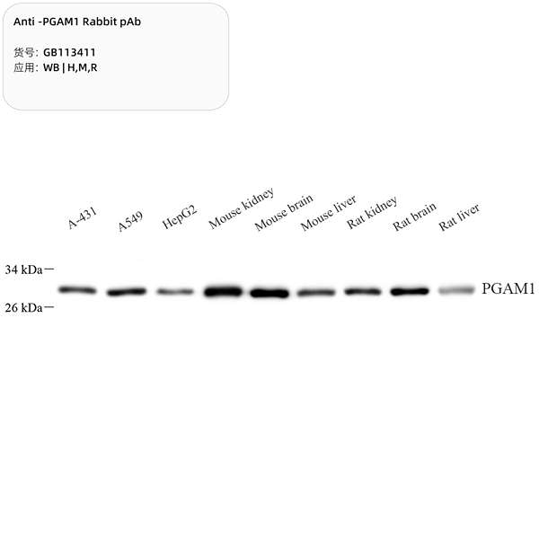Антитела первичные, поликлональные, PGAM1, 100 мкл
