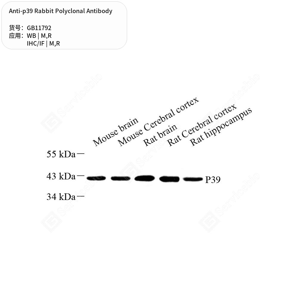 Антитела первичные, поликлональные кролика к p39 крысы, мыши, 50 мкл