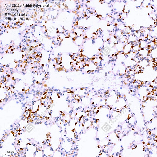 Антитела первичные, поликлональные кролика к CD11b крысы, мыши, 50 мкл