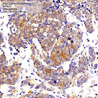 Антитела первичные, поликлональные кролика к Caspase-3 крысы, обезьяны, свиньи, человека, 50 мкл