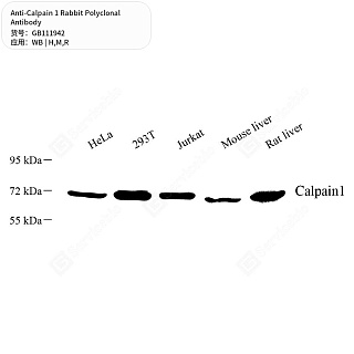 Антитела первичные, поликлональные кролика к Calpain 1 крысы, мыши, человека, 50 мкл
