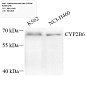 Антитела первичные, поликлональные, Cytochrome P450 2B6/CYP2B6, 100 мкл