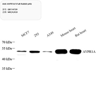 Антитела первичные, поликлональные кролика к AVPR1A/V1aR крысы, мыши, человека, 100 мкл