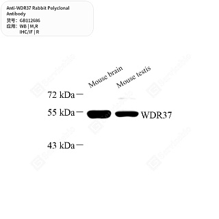 Антитела первичные, поликлональные кролика к WDR37 крысы, мыши, 50 мкл