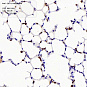 Антитела первичные, поликлональные CD11c, 100 мкл