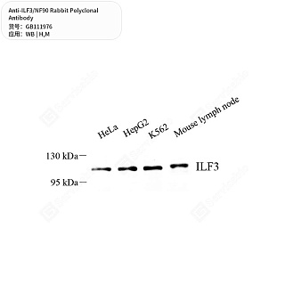 Антитела первичные, поликлональные кролика к ILF3/NF90 мыши, человека, 50 мкл