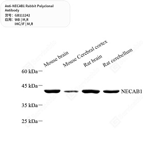 Антитела первичные, поликлональные кролика к NECAB1 крысы, мыши, 50 мкл