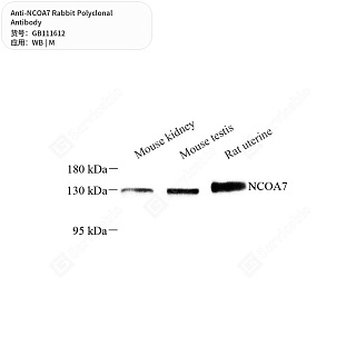Антитела первичные, поликлональные кролика к NCOA7 мыши, 50 мкл
